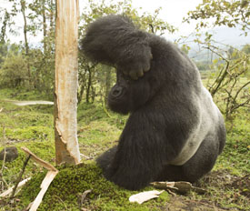 gorilla